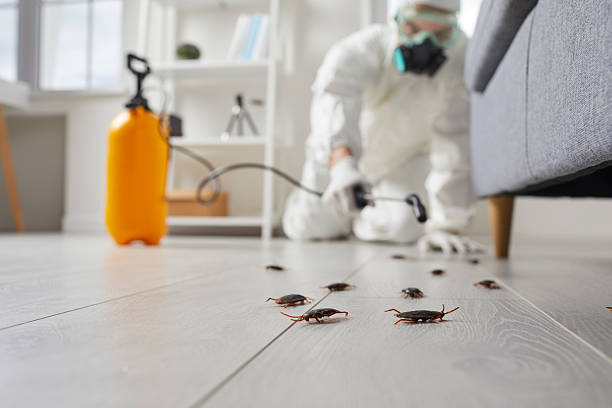 Commercial Kitchen Cockroach Control in Nutter Fort